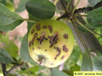 بیماری لکه سیاه سیب